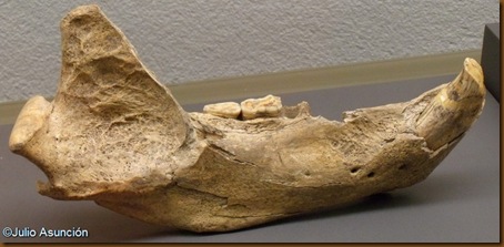 Maxilar de oso de las cavernas - Cueva de Abauntz - Museo de Navarra