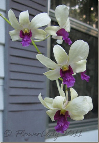 06-11-doug-orchid2
