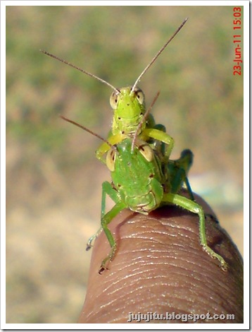 Oxya chinensis mating_grasshopper mating