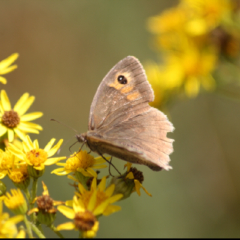 Meadow brown butterfly, female