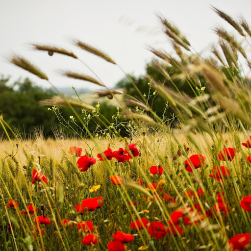 Hd-141172-ascw141172