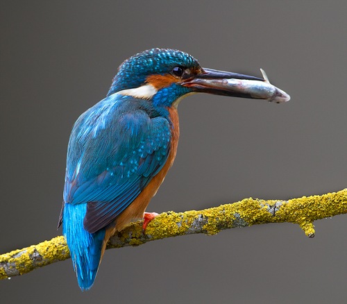 [KINGFISHER%2520WITH%2520FISH%2520FOR%2520MATE%2520NO2%2520by%252066%25203rd%2520Richard%2520%2520%2520Nutter%255B3%255D.jpg]