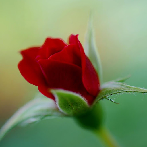 Hd-162335-ascw162335