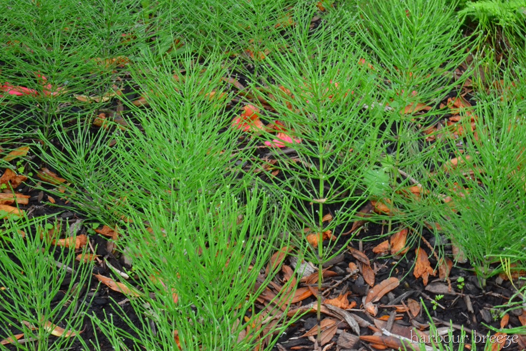 [snakeweed%255B12%255D.jpg]