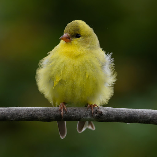 Hd-178025-ascw178025