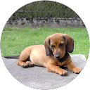 Image Google de Patrick Gauriat