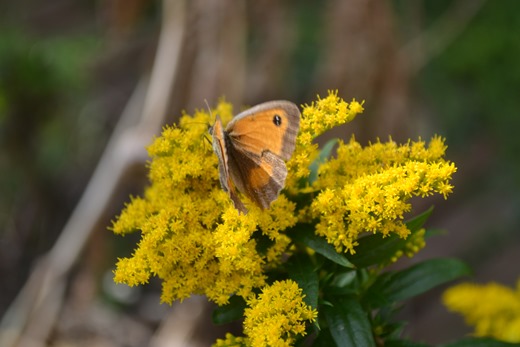 Golden Rod - a million golden daisies attracts flying pollinating insects - the Gatekeeper Butterfly