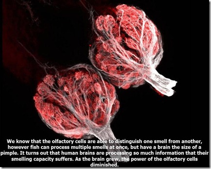 10_interesting_facts_about_smelling_640_10