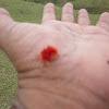 Red Velvet Mites