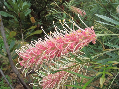 Grevillea at Jill's1