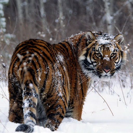 Hd-180322-ascw180322