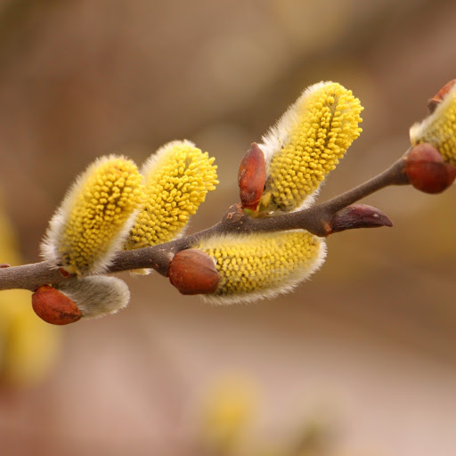 Hd-185764-ascw185764