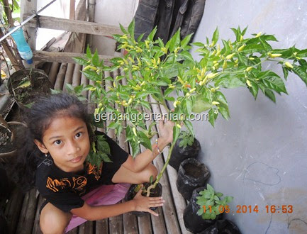  Sebenarnya tidak ada standar baku untuk  DOSIS PUPUK UNTUK KOCOR CABE