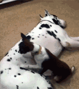 perro%252520grande%252520y%252520perro%252520peque%2525C3%2525B1o%25255B3%25255D