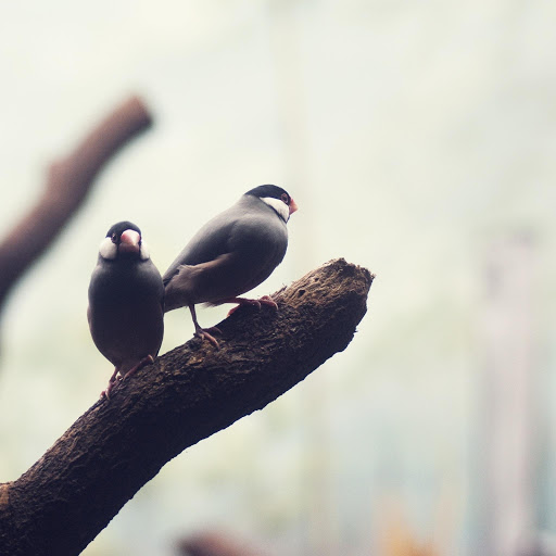 Hd-158510-ascw158510