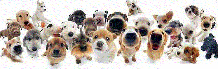 perros divertidos (1)