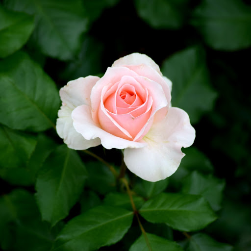 Hd-190519-ascw190519