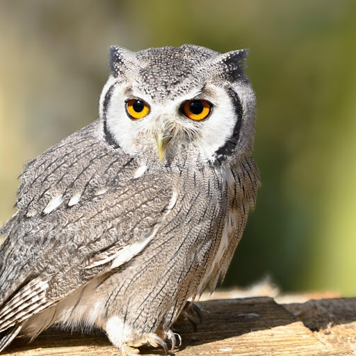 Hd-178515-ascw178515