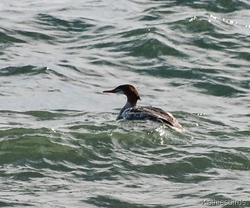 8. common merganser-kab