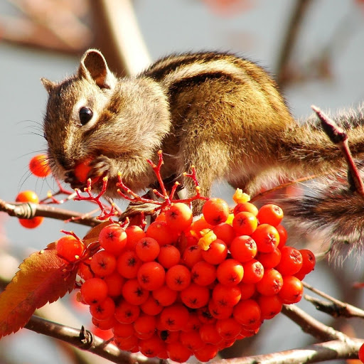 Hd-180074-ascw180074