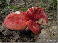 Russula red