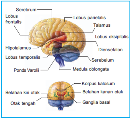 bagian bagian otak manusia