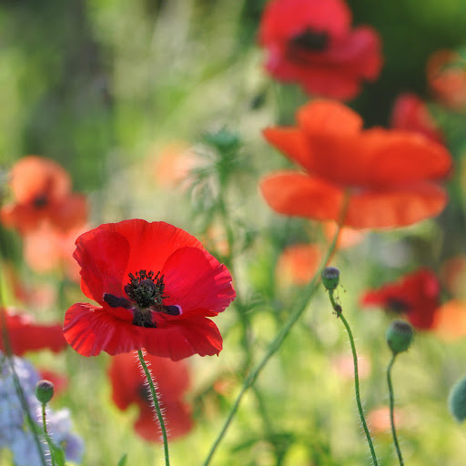 Hd-157815-ascw157815