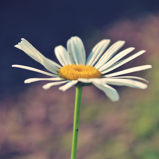 Hd-170670-ascw170670