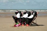 warm weather penguins