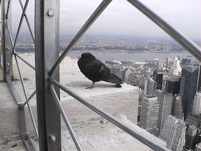 140 - Paloma Downtown en el Empire State Building.jpg