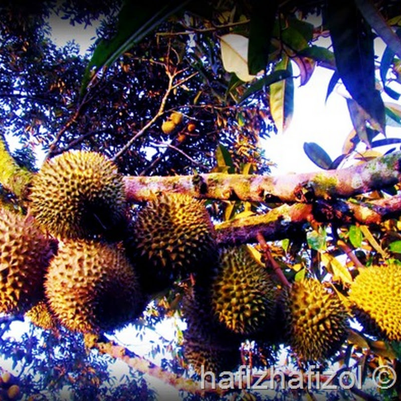 Durian Pok Awang Paling Sedap