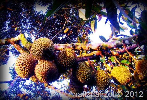 Durian Pok Awang Paling Sedap