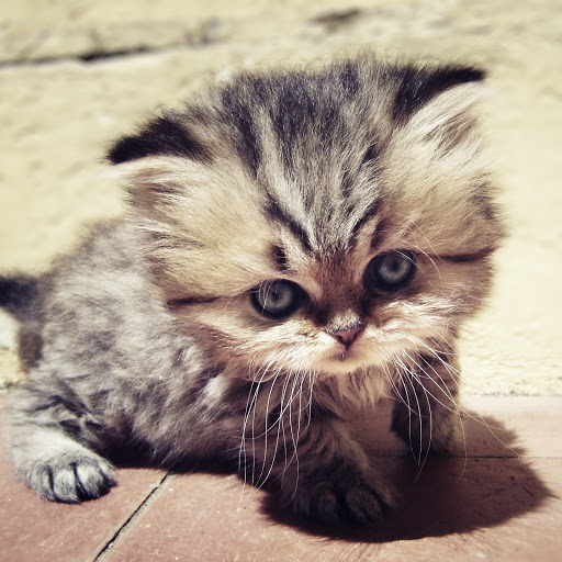 Hd-146572-ascw146572