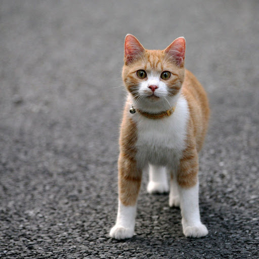 Hd-136848-ascw136848