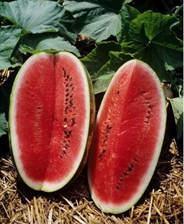 [Kleckley%2520Sweet%2520Watermelon%255B2%255D.jpg]
