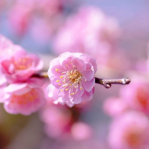 Hd-175830-ascw175830