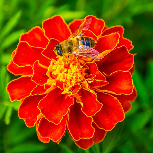 Hd-145401-ascw145401