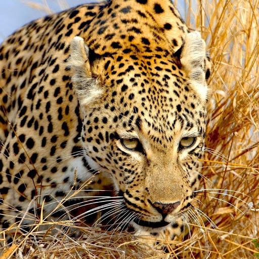 Hd-180430-ascw180430