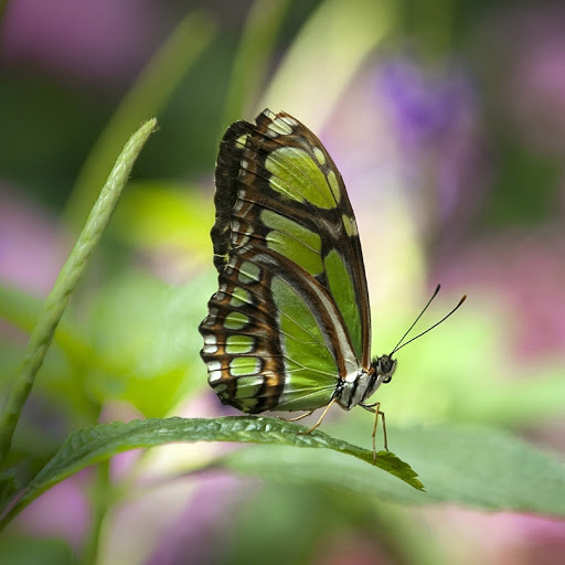 Hd-179979-ascw179979