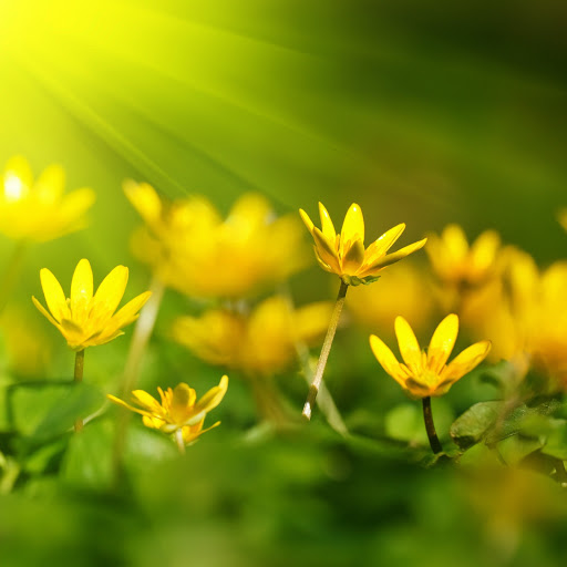 Hd-185439-ascw185439