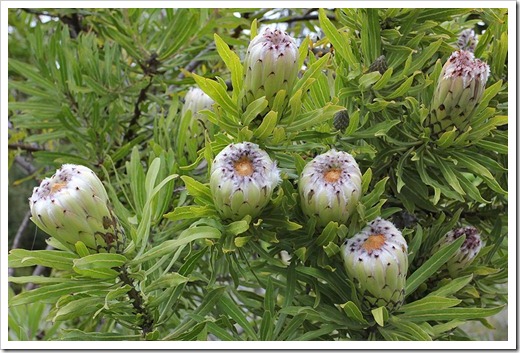 111015_Santa-Cruz_UCSCA_Protea-obtusifolia_03