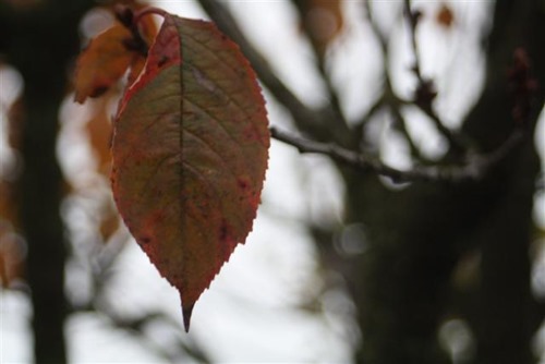 20081103 (1) (Small)