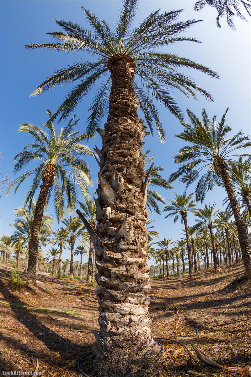 Сельскохозяйственная школа Хава бе-Эден | Hava be-Eden farm | LookAtIsrael.com - Фото путешествия по Израилю | חווה בעדן
