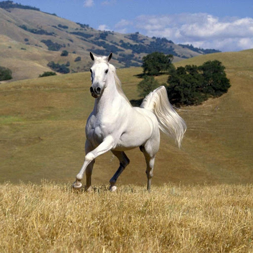 Hd-177776-ascw177776