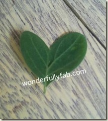 heart shaped malunggay leaf