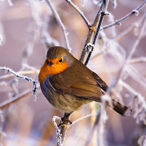 Hd-145595-ascw145595