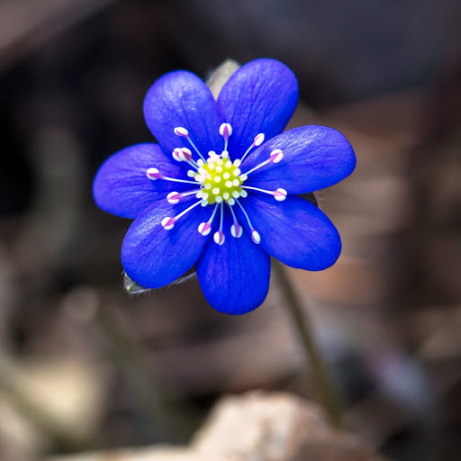 Hd-151499-ascw151499