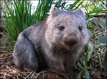 Not so fat Wombat