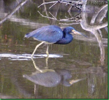 Eco Pond Morning 045