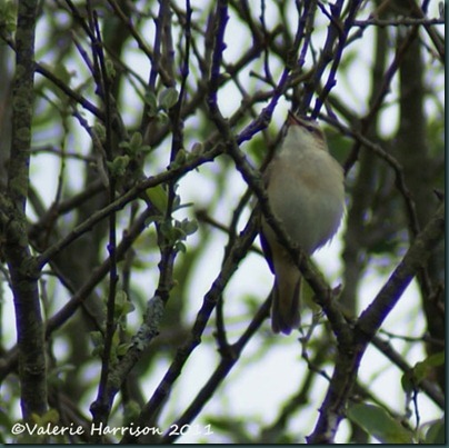 3-sedge-warbler